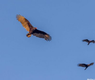 vultures2