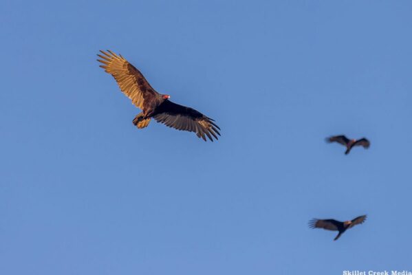 vultures2